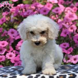 Judy, Bichon Frise Puppy