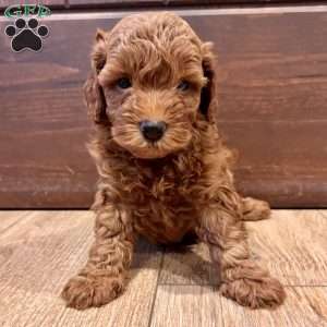 Bentley – Mini, Cockapoo Puppy