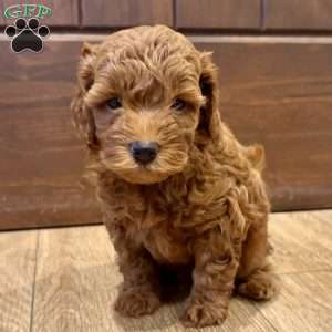 Bentley – Mini, Cockapoo Puppy