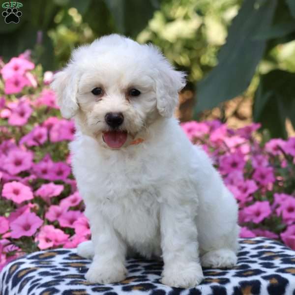Joy, Bichon Frise Puppy