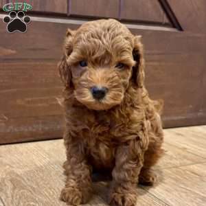 Bentley – Mini, Cockapoo Puppy