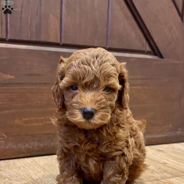 Bentley – Mini, Cockapoo Puppy