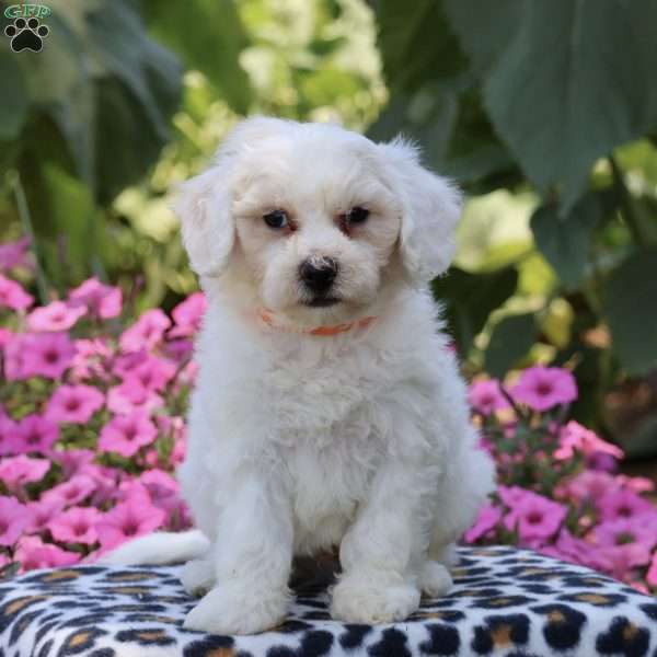 Jett, Bichon Frise Puppy