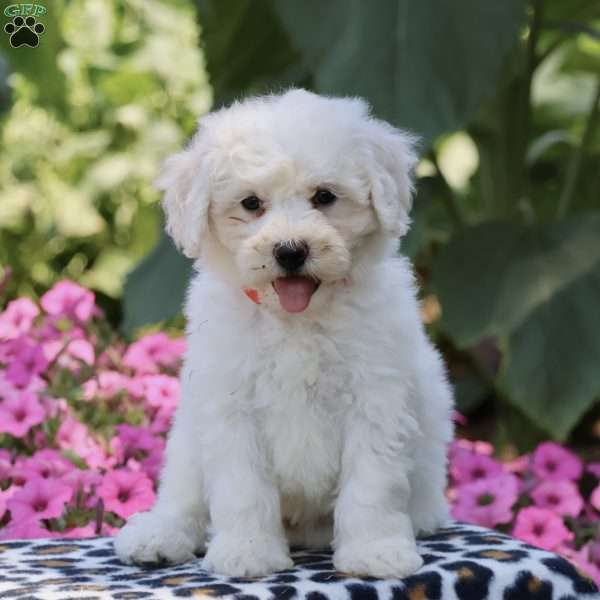 Jasper, Bichon Frise Puppy