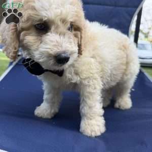 Buster, Mini Bernedoodle Puppy