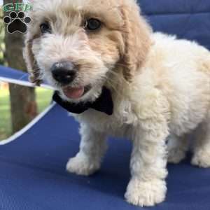 Buster, Mini Bernedoodle Puppy