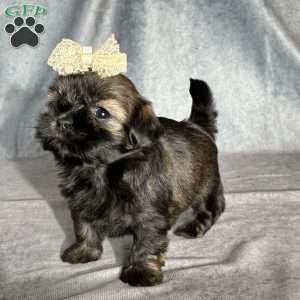 Juliet, Shih Tzu Puppy