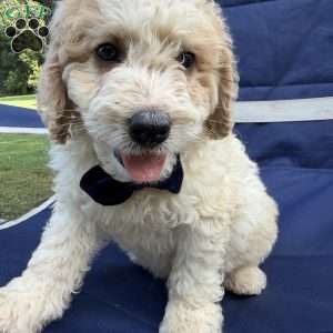 Buster, Mini Bernedoodle Puppy
