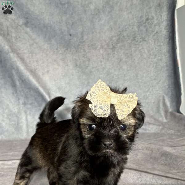 Juliet, Shih Tzu Puppy