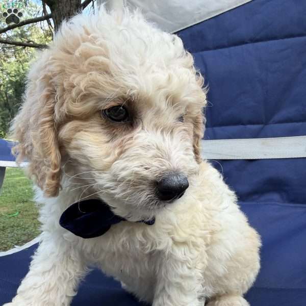 Buster, Mini Bernedoodle Puppy