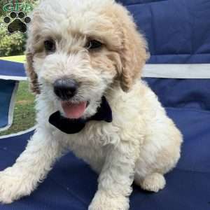 Buster, Mini Bernedoodle Puppy
