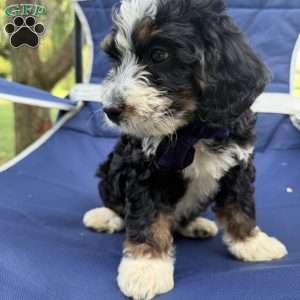 Spottie, Mini Bernedoodle Puppy
