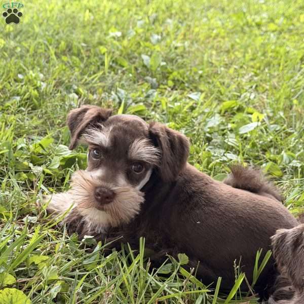 Baxter, Miniature Schnauzer Puppy