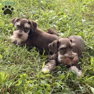 Baxter, Miniature Schnauzer Puppy