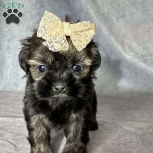 Juliet, Shih Tzu Puppy