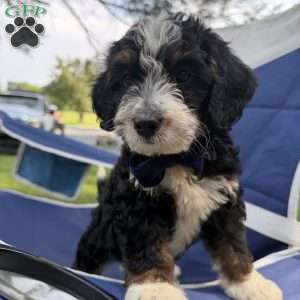 Spottie, Mini Bernedoodle Puppy
