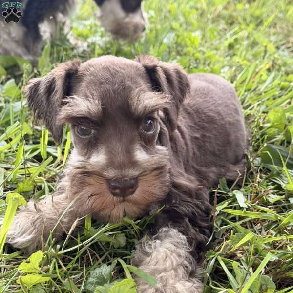 Buddy, Miniature Schnauzer Puppy