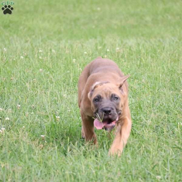 Andromeda, Cane Corso Puppy