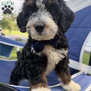 Spottie, Mini Bernedoodle Puppy