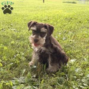 Baxter, Miniature Schnauzer Puppy