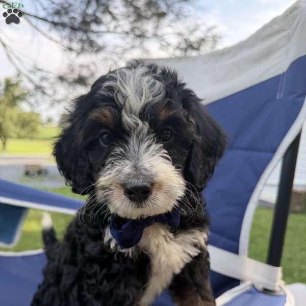 Spottie, Mini Bernedoodle Puppy