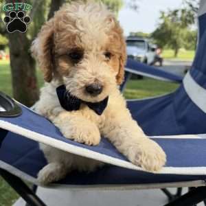 Tanner, Mini Bernedoodle Puppy