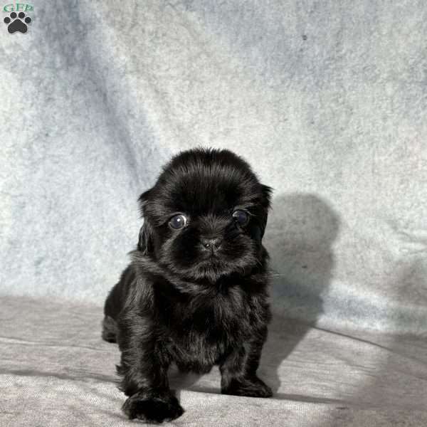 Jupiter, Shih Tzu Puppy