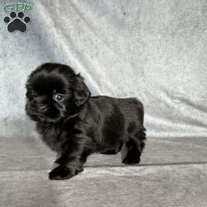 Jupiter, Shih Tzu Puppy