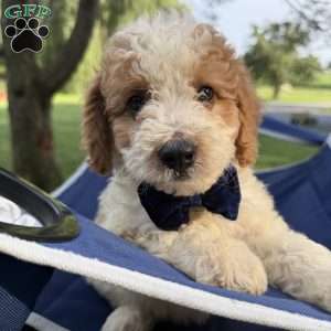 Tanner, Mini Bernedoodle Puppy