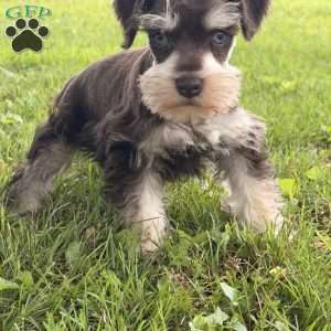 Bently, Miniature Schnauzer Puppy