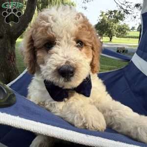 Tanner, Mini Bernedoodle Puppy