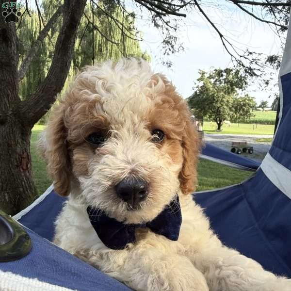 Tanner, Mini Bernedoodle Puppy