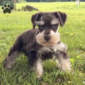 Bently, Miniature Schnauzer Puppy