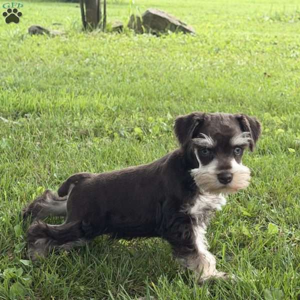 Bently, Miniature Schnauzer Puppy