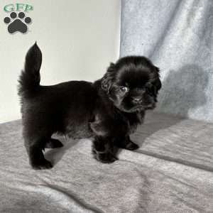 Jupiter, Shih Tzu Puppy
