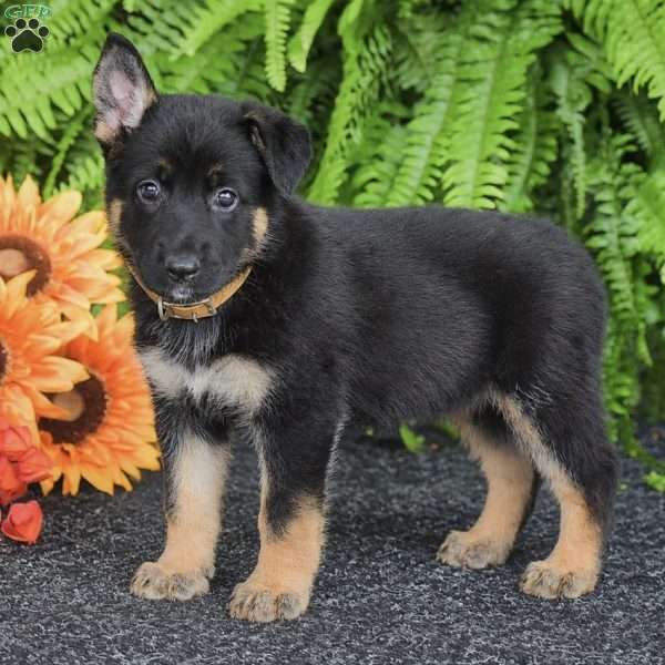 Abby, German Shepherd Puppy