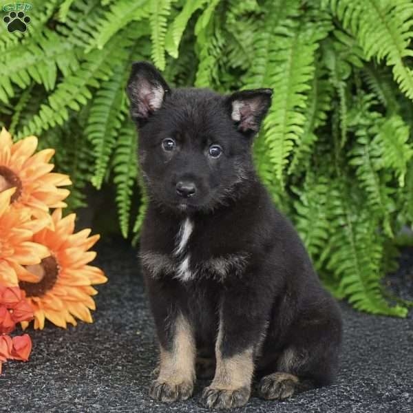 Apollo, German Shepherd Puppy