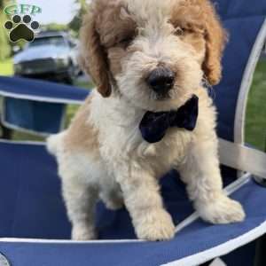 Tanner, Mini Bernedoodle Puppy