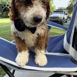 Bingo, Mini Bernedoodle Puppy
