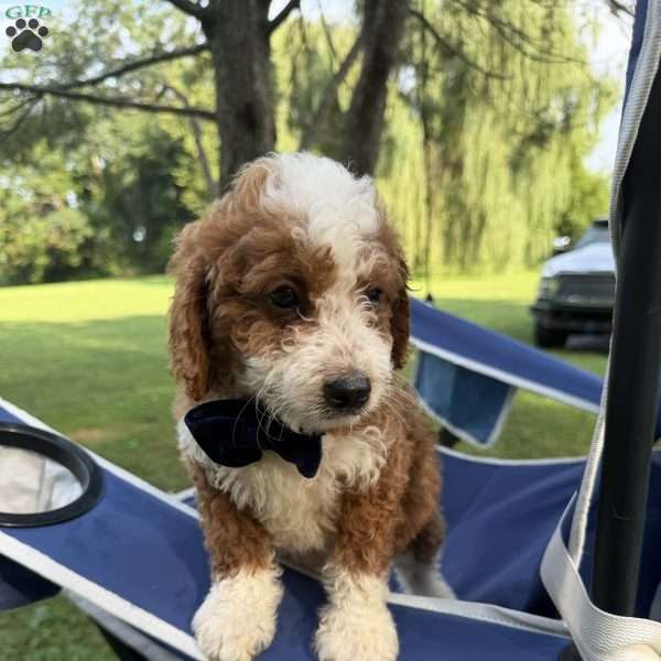 Bingo, Mini Bernedoodle Puppy