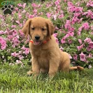 Fiona, Golden Retriever Puppy