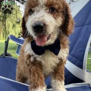 Bingo, Mini Bernedoodle Puppy