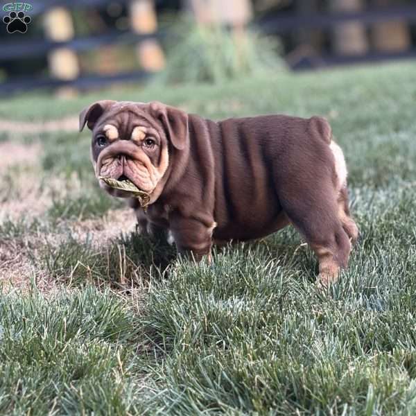 Junie, English Bulldog Puppy