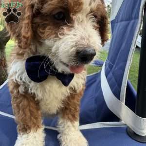 Bingo, Mini Bernedoodle Puppy