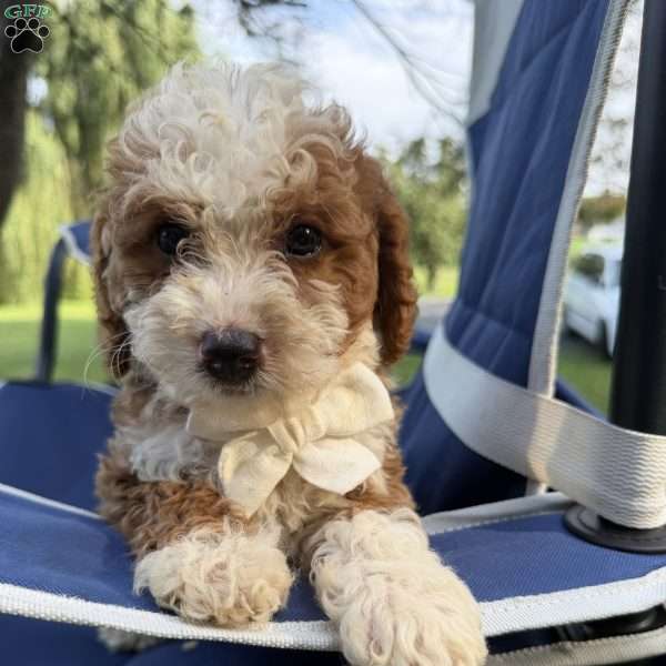 Chippy, Mini Bernedoodle Puppy