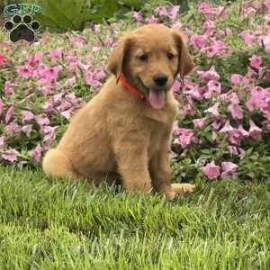 Fiona, Golden Retriever Puppy