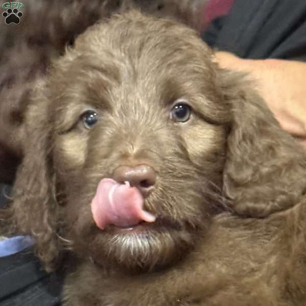 Red, Goldendoodle Puppy