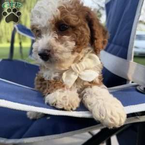 Chippy, Mini Bernedoodle Puppy