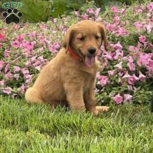 Fiona, Golden Retriever Puppy