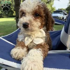 Chippy, Mini Bernedoodle Puppy